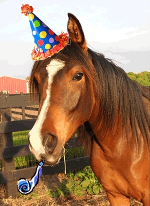 Happy Birthday Horse Meme