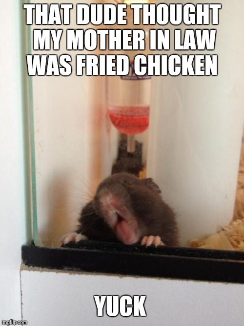 Pet Store Hamster | THAT DUDE THOUGHT MY MOTHER IN LAW WAS FRIED CHICKEN YUCK | image tagged in pet store hamster | made w/ Imgflip meme maker