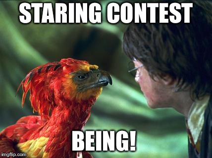 Phoenix Harry potter | STARING CONTEST; BEING! | image tagged in phoenix harry potter | made w/ Imgflip meme maker