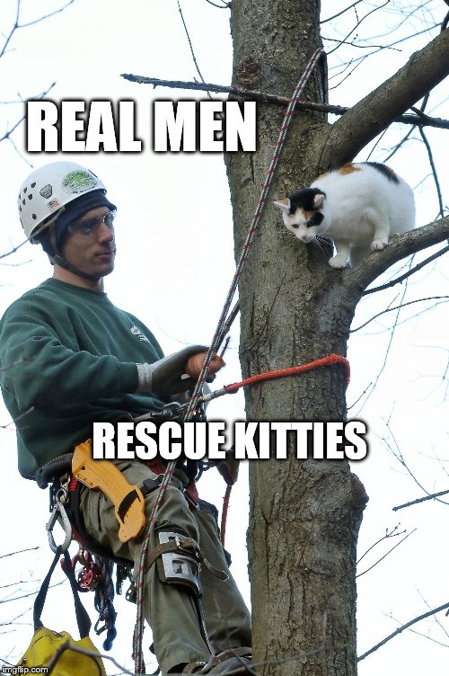 Real Men | REAL MEN; RESCUE KITTIES | image tagged in treecat | made w/ Imgflip meme maker