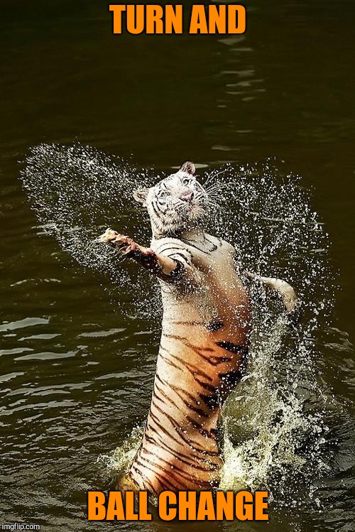 Fabulous Tiger | TURN AND BALL CHANGE | image tagged in fabulous tiger | made w/ Imgflip meme maker