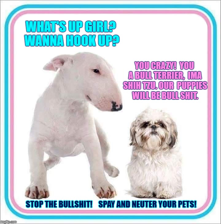 WHAT'S UP GIRL? WANNA HOOK UP? YOU CRAZY! 
YOU A BULL TERRIER, 
IMA SHIH TZU. OUR 
PUPPIES WILL BE BULL SHIT. STOP THE BULLSHIT!    SPAY AND NEUTER YOUR PETS! | image tagged in spay,neuter,bullshit | made w/ Imgflip meme maker