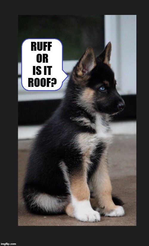 RUFF OR IS IT ROOF? | made w/ Imgflip meme maker