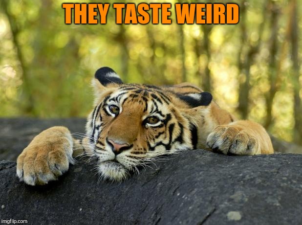 Confession Tiger | THEY TASTE WEIRD | image tagged in confession tiger | made w/ Imgflip meme maker
