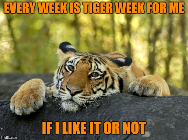 Confession Tiger | EVERY WEEK IS TIGER WEEK FOR ME IF I LIKE IT OR NOT | image tagged in confession tiger | made w/ Imgflip meme maker