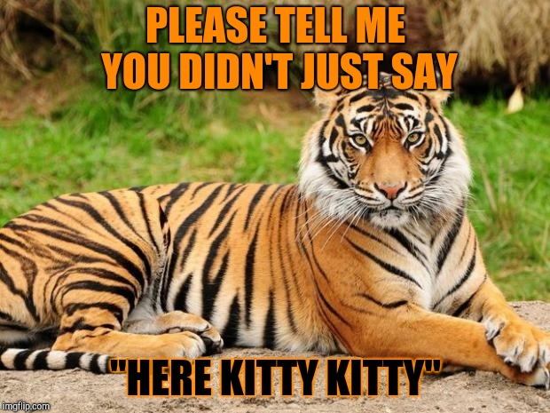 Don't go there. Tiger Week 2018, July 29 - August 5, a TigerLegend1046 event | PLEASE TELL ME YOU DIDN'T JUST SAY; "HERE KITTY KITTY" | image tagged in srsly tiger,memes,tiger week 2018,tiger week,tigerlegend1046,kitty | made w/ Imgflip meme maker