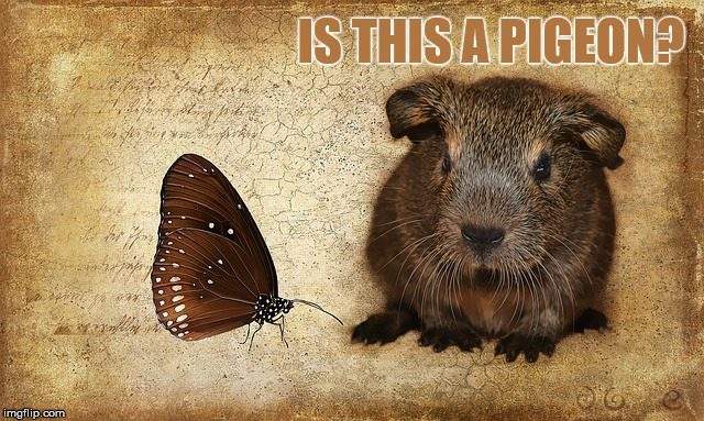 Gilbert the guinea pig's first day of escape  | IS THIS A PIGEON? | image tagged in memes,is this a pigeon,guinea pig,stupid | made w/ Imgflip meme maker