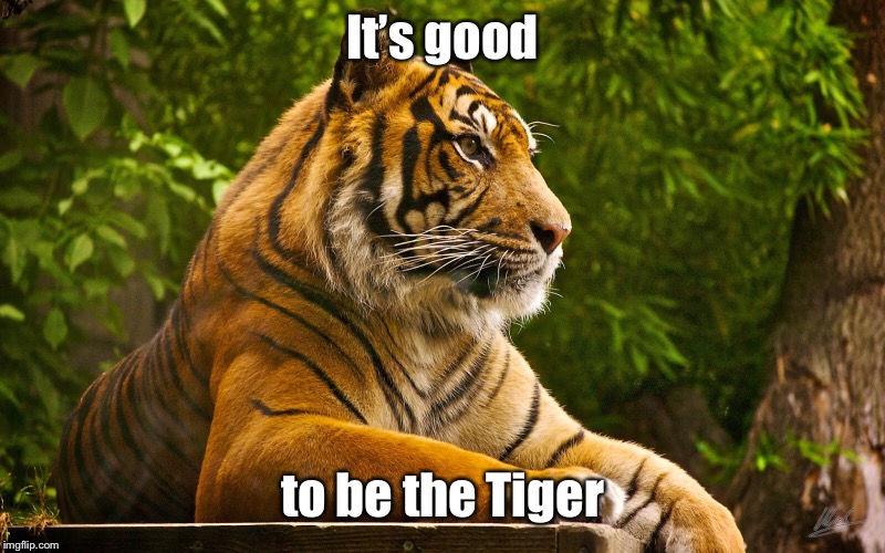 It’s good to be the Tiger | made w/ Imgflip meme maker