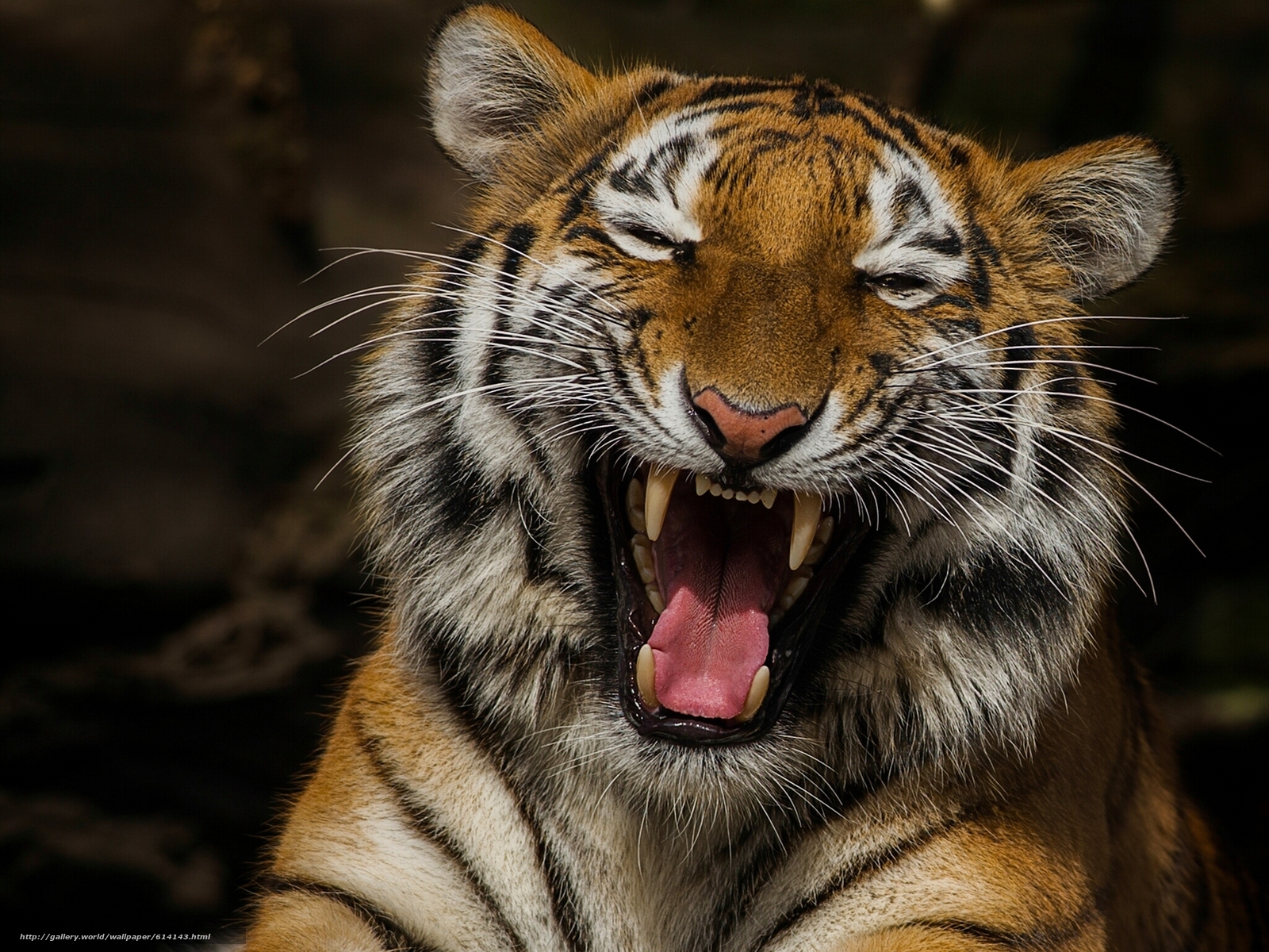 Laughing Tiger Blank Meme Template