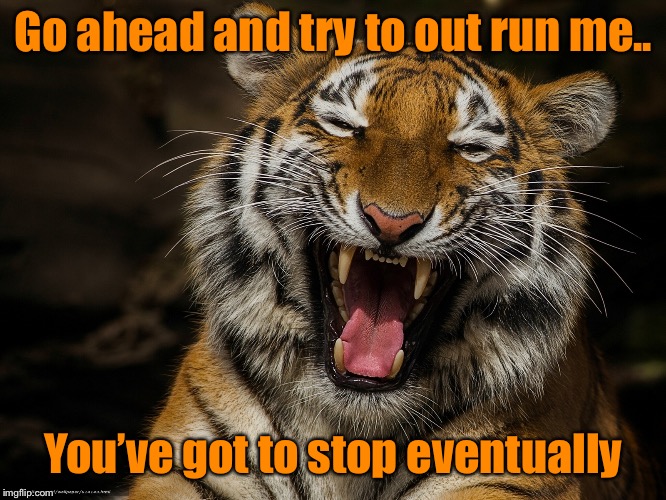 Laughing Tiger | Go ahead and try to out run me.. You’ve got to stop eventually | image tagged in laughing tiger | made w/ Imgflip meme maker