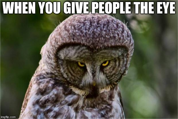 Seriously Owl | WHEN YOU GIVE PEOPLE THE EYE | image tagged in seriously owl | made w/ Imgflip meme maker