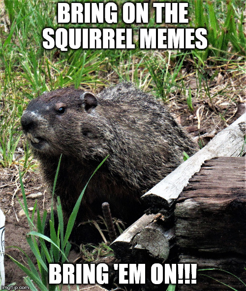 wouldchuck | BRING ON THE SQUIRREL MEMES BRING 'EM ON!!! | image tagged in wouldchuck | made w/ Imgflip meme maker