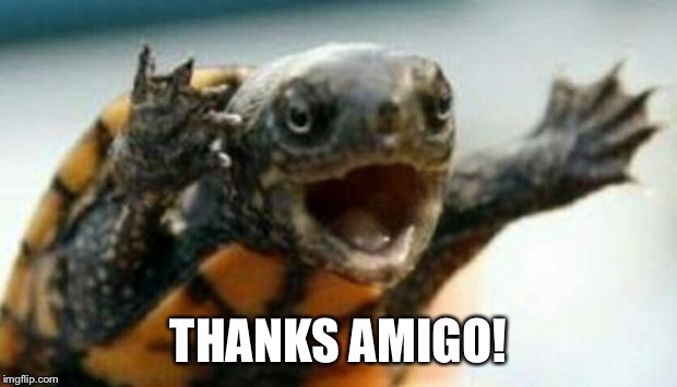 Turtle Say What? | THANKS AMIGO! | image tagged in turtle say what | made w/ Imgflip meme maker