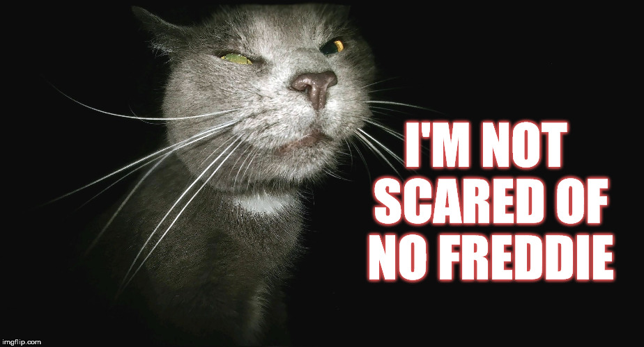 Stalker Cat | I'M NOT SCARED OF NO FREDDIE | image tagged in stalker cat | made w/ Imgflip meme maker