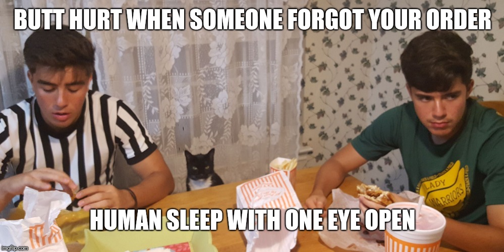 BUTT HURT WHEN SOMEONE FORGOT YOUR ORDER; HUMAN SLEEP WITH ONE EYE OPEN | image tagged in garythecat | made w/ Imgflip meme maker