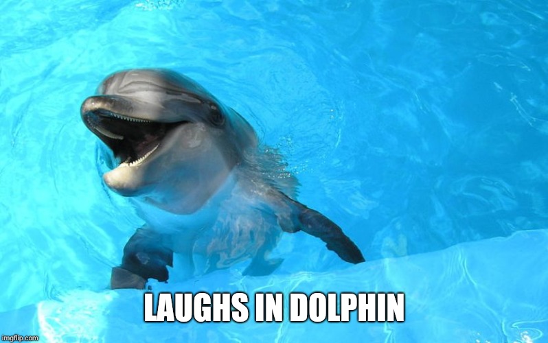 Laughing Dolphin | LAUGHS IN DOLPHIN | image tagged in laughing dolphin | made w/ Imgflip meme maker