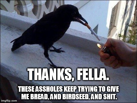 image tagged in funny,birds | made w/ Imgflip meme maker