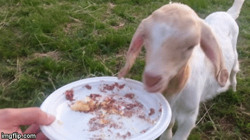Goats like cake. | image tagged in gifs | made w/ Imgflip video-to-gif maker