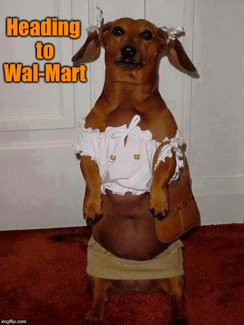 The cutest thing outta Wal-Mart | Heading to Wal-Mart | image tagged in walmart,funny dogs,shopping,straight outta wal-mart | made w/ Imgflip meme maker