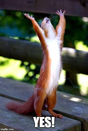 Squirrel, Hands Raised | YES! | image tagged in squirrel hands raised | made w/ Imgflip meme maker