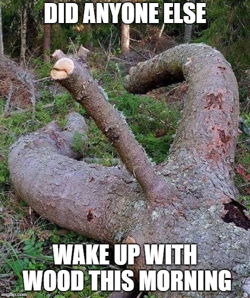 Wood | DID ANYONE ELSE; WAKE UP WITH WOOD THIS MORNING | image tagged in tree,wood,erection | made w/ Imgflip meme maker