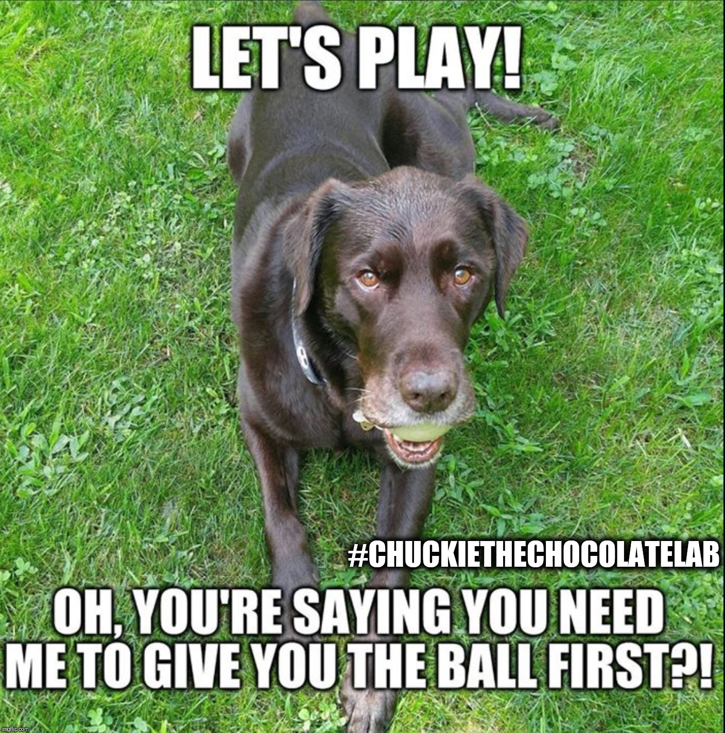 Play ball! | #CHUCKIETHECHOCOLATELAB | image tagged in chuckie the chocolate lab,ball,funny,dogs,memes | made w/ Imgflip meme maker