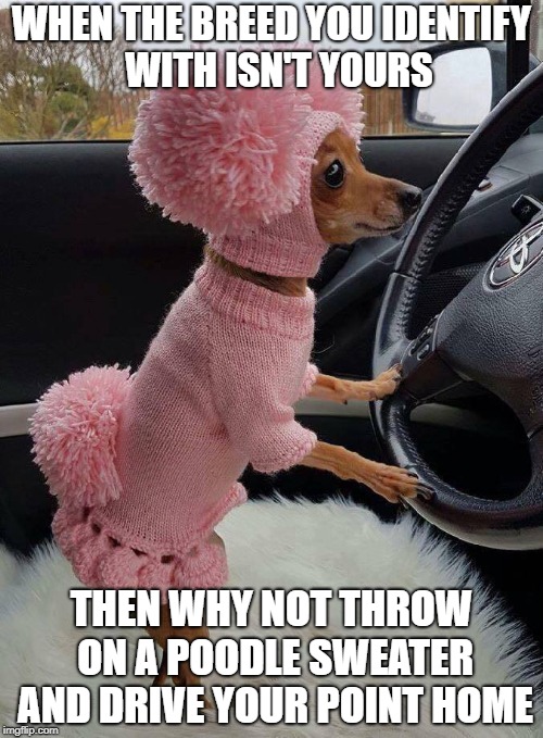 Just Because | WHEN THE BREED YOU IDENTIFY  WITH ISN'T YOURS; THEN WHY NOT THROW ON A POODLE SWEATER AND DRIVE YOUR POINT HOME | image tagged in dogs | made w/ Imgflip meme maker