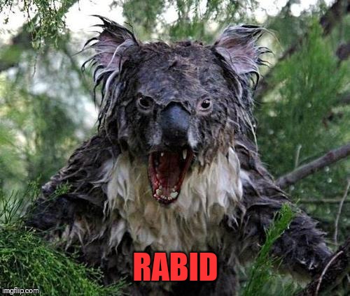 rabidkoalabitch | RABID | image tagged in rabidkoalabitch | made w/ Imgflip meme maker