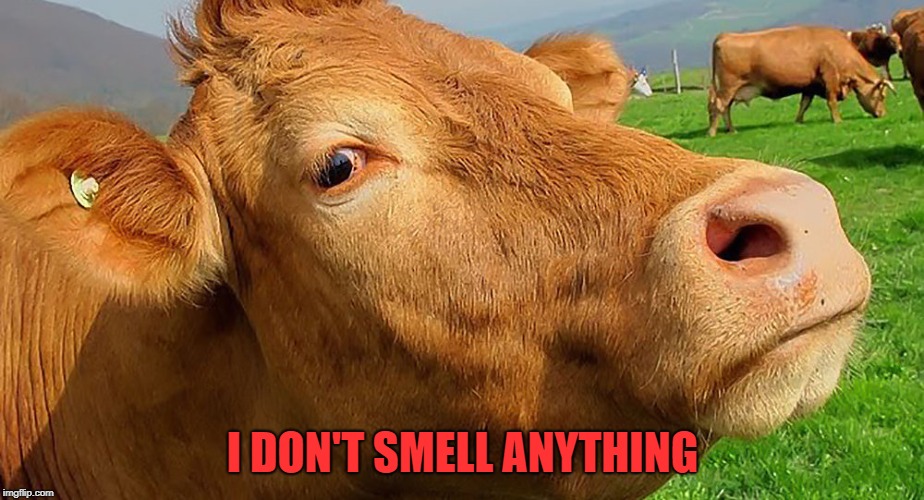I DON'T SMELL ANYTHING | made w/ Imgflip meme maker