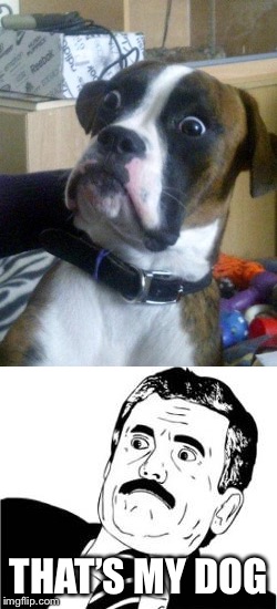 THAT’S MY DOG | image tagged in suprised boxer,surprised dalema | made w/ Imgflip meme maker