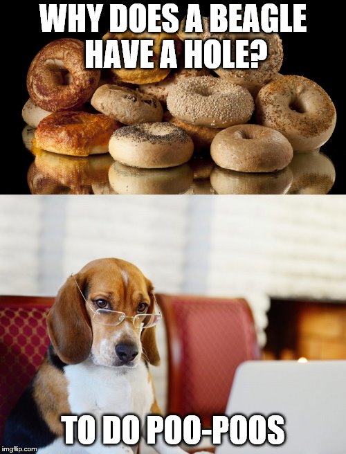 It's a beagle, brother! | WHY DOES A BEAGLE HAVE A HOLE? TO DO POO-POOS | image tagged in bagels,beagle | made w/ Imgflip meme maker