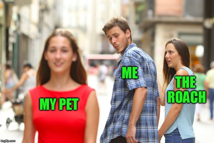 Distracted Boyfriend Meme | MY PET ME THE ROACH | image tagged in memes,distracted boyfriend | made w/ Imgflip meme maker