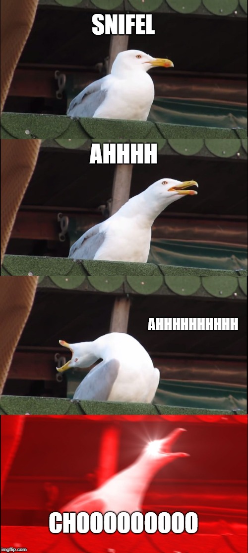 Inhaling Seagull Meme | SNIFEL; AHHHH; AHHHHHHHHHH; CHOOOOOOOOO | image tagged in memes,inhaling seagull | made w/ Imgflip meme maker
