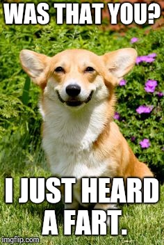 mischievous corgi  | WAS THAT YOU? I JUST HEARD A FART. | image tagged in mischievous corgi | made w/ Imgflip meme maker