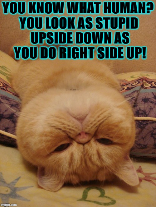 YOU KNOW WHAT HUMAN? YOU LOOK AS STUPID UPSIDE DOWN AS YOU DO RIGHT SIDE UP! | image tagged in you look stupid | made w/ Imgflip meme maker