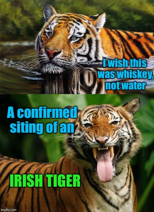 Never get between an Irish Tiger and aged Scotch: none have sobered to tell the “tail” | I wish this was whiskey, not water; A confirmed siting of an; IRISH TIGER | image tagged in tigerlegend1046,tiger week 2018,irish tiger,whiskey,scotch,funny memes | made w/ Imgflip meme maker