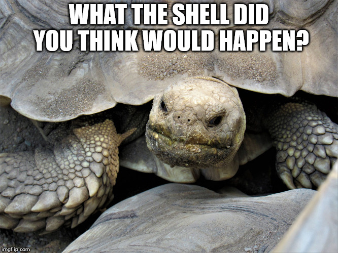 grumpy tortoise | WHAT THE SHELL DID YOU THINK WOULD HAPPEN? | image tagged in grumpy tortoise | made w/ Imgflip meme maker