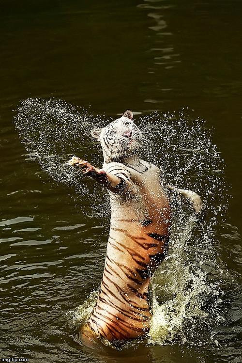 Fabulous Tiger | HF | image tagged in fabulous tiger | made w/ Imgflip meme maker