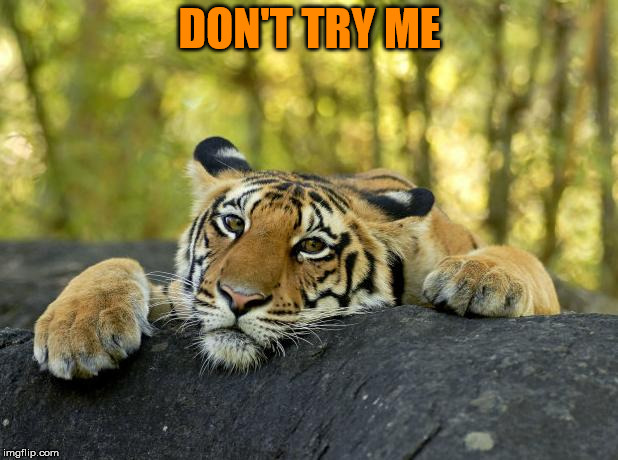 Confession Tiger | DON'T TRY ME | image tagged in confession tiger | made w/ Imgflip meme maker