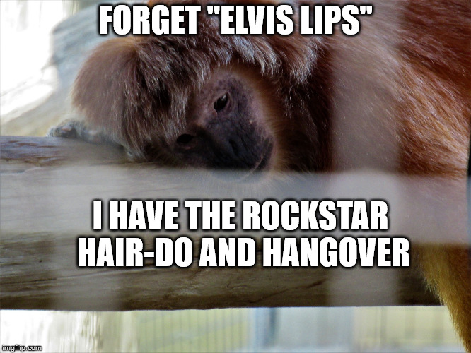 Snooze monkey | FORGET "ELVIS LIPS" I HAVE THE ROCKSTAR HAIR-DO AND HANGOVER | image tagged in snooze monkey | made w/ Imgflip meme maker