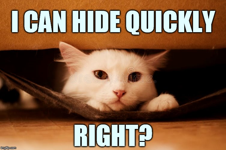 You Know... | I CAN HIDE QUICKLY; RIGHT? | image tagged in memes,cat,hiding,in,couch | made w/ Imgflip meme maker