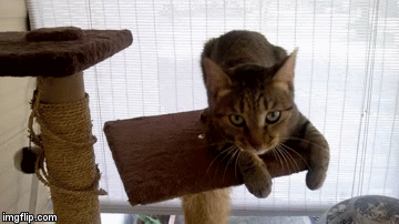 another cat video  | image tagged in gifs,cats | made w/ Imgflip video-to-gif maker