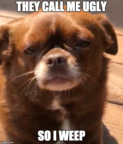 Sprout  | THEY CALL ME UGLY; SO I WEEP | image tagged in sprout,ugly,dog | made w/ Imgflip meme maker