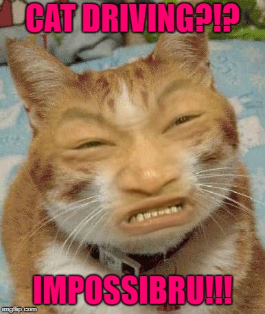 CAT DRIVING?!? IMPOSSIBRU!!! | made w/ Imgflip meme maker