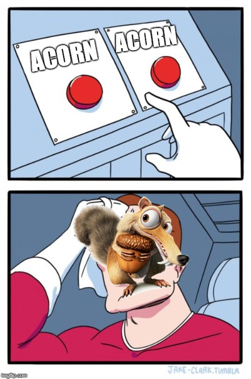 Two Buttons Meme | ACORN; ACORN | image tagged in memes,two buttons | made w/ Imgflip meme maker