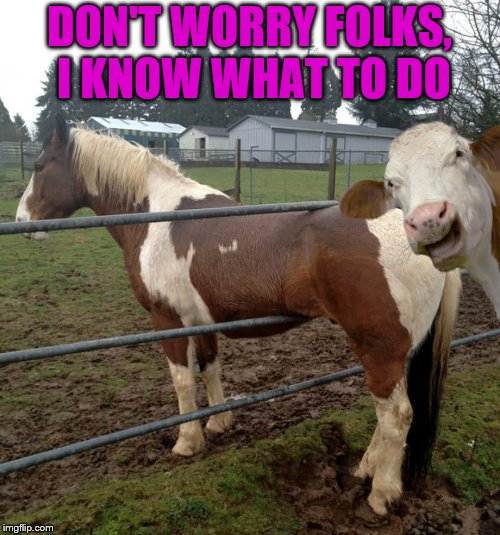 I'll take from here | DON'T WORRY FOLKS, I KNOW WHAT TO DO | image tagged in memes,funny memes,photobombs,horse | made w/ Imgflip meme maker