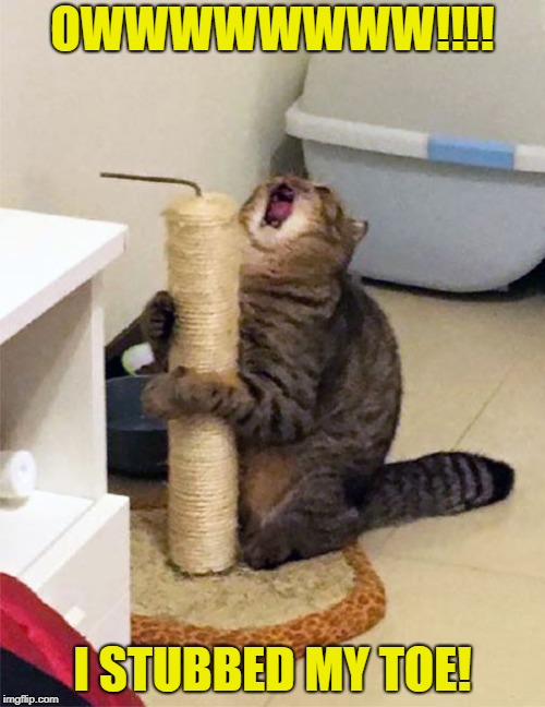 Over Dramatic Cat | OWWWWWWWW!!!! I STUBBED MY TOE! | image tagged in funny memes,cat,pain,hurt | made w/ Imgflip meme maker