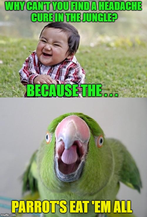 WHY CAN'T YOU FIND A HEADACHE CURE IN THE JUNGLE? PARROT'S EAT 'EM ALL BECAUSE THE . . . | made w/ Imgflip meme maker