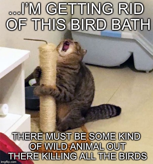 Over Dramatic Cat | ...I’M GETTING RID OF THIS BIRD BATH; THERE MUST BE SOME KIND OF WILD ANIMAL OUT THERE KILLING ALL THE BIRDS | image tagged in over dramatic cat,funny,funny memes,memes | made w/ Imgflip meme maker