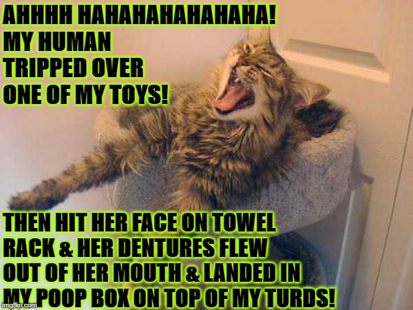 AHHHH HAHAHAHAHAHAHA! MY HUMAN TRIPPED OVER ONE OF MY TOYS! THEN HIT HER FACE ON TOWEL RACK & HER DENTURES FLEW OUT OF HER MOUTH & LANDED IN MY POOP BOX ON TOP OF MY TURDS! | image tagged in douche bag | made w/ Imgflip meme maker